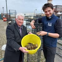 Museum of Hartlepool invites public to play hands-on role in effort to reintroduce oysters to River Tees for first time in 100 years