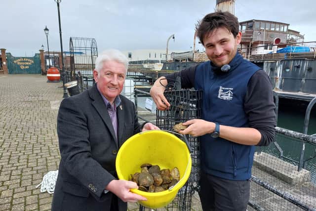 Cllr Rob Darby with native oyster project officer Anton Druon preparing to place an oyster hoist into the dock at the Museum of Hartlepool.