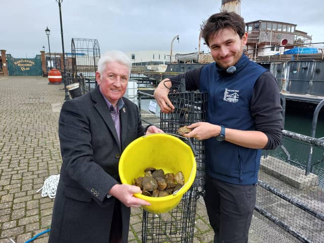 Cllr Rob Darby with native oyster project officer Anton Druon preparing to place an oyster hoist into the dock at the Museum of Hartlepool.