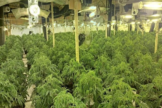 Cannabis with an estimated £2m street value was discovered in Peterlee during a police crackdown on county lines drug networks. (Photo: Durham Constabulary)