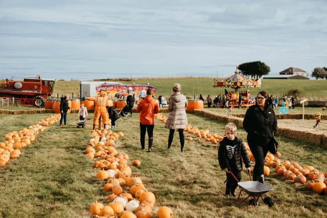 Tweddle Farm's pumpkin patch in 2021. ROAM Photography.