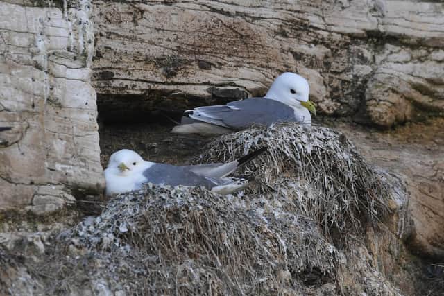 Artificial nesting sites for endangered kittiwake seabirds are proposed.