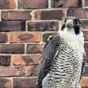The falcon was spotted in York Road on Tuesday morning./Photo: Carl Gorse