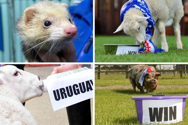 The psychic animals who have made some surprisingly accurate football predictions over the years. How many do you remeber?