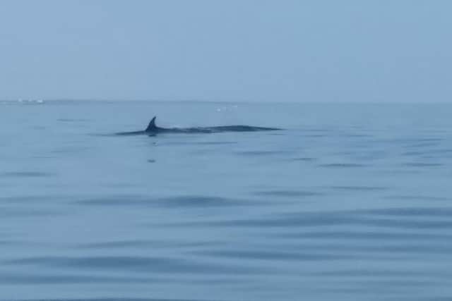The dolphins were spotted on Saturday morning./Photo: John Hughes