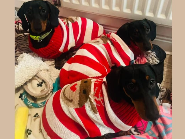 Galaxy, Pluto and Cosmo looking smart in their matching jumpers.