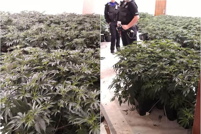 Officers discovered more than 100 plants