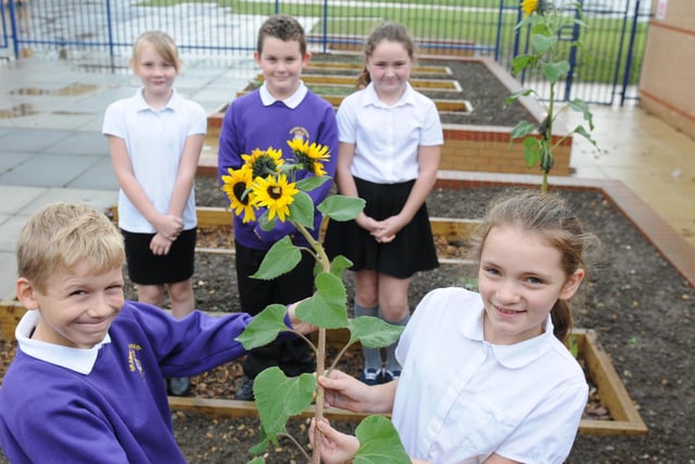 Lewis Young, Amy Vicente, Ethan Lancaster, Millie Cannon and Jade Tindale show off the sunflower they have grown at Grange Primary School in 2013.