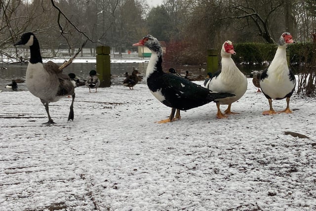 A Muscovy duck during snowfall in Ward Jackson Park after the first snow of 2024. Picture by FRANK REID