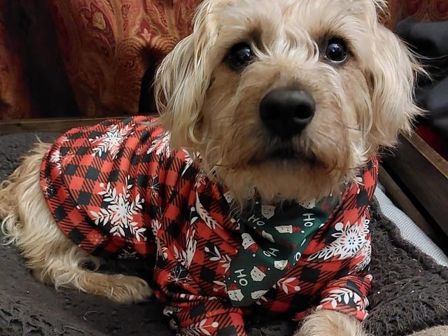 Look at that face! Barney knows he's winning the "cute for Christmas" category ...