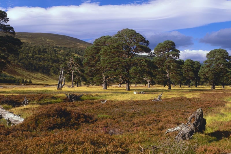Nestled in the west of the Cairngorms National Park, Glen Feshie contains a spectacular forest of Scots pine trees surrounded by wild glen. These incredible trees can live for over 700 years and are perhaps the tree most closely associated with Scotland.