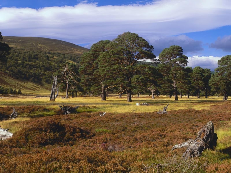 Nestled in the west of the Cairngorms National Park, Glen Feshie contains a spectacular forest of Scots pine trees surrounded by wild glen. These incredible trees can live for over 700 years and are perhaps the tree most closely associated with Scotland.