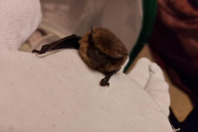 Bernie the bat is back flying in the wild after a potentially marathon journey to Hartlepool.