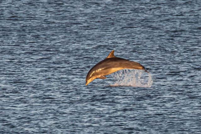 Anthony started taking pictures of dolphins at the end of August as a hobby./Photo:Anthony Skordis