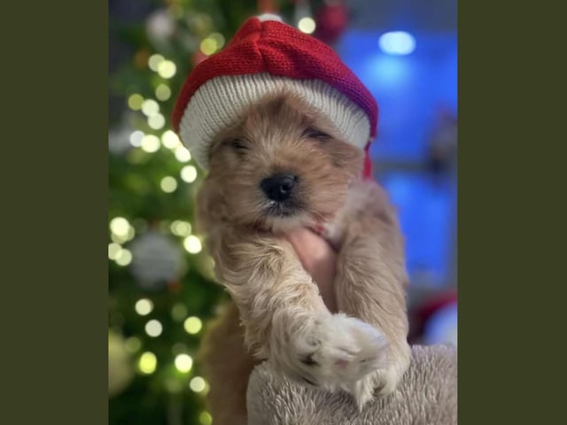 9-week-old Arna celebrating a special Christmas with her family.