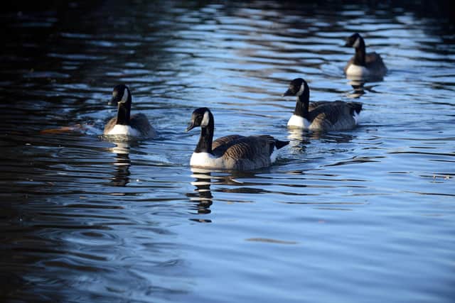 Geese deaths investigation continues as another alleged shooting is reported to police.