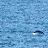 One of the dolphins which has been spotted off the North East coast in recent weeks