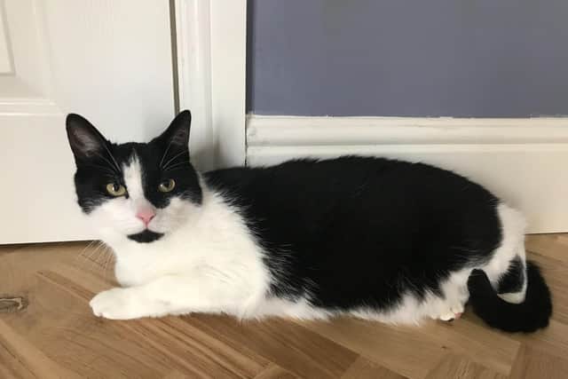 The RSPCA is now appealing for help to trace the owner who dumped the black and white male cat, now called Billy Elliot near a dance studio in Hartlepool.