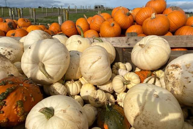 Pumpkins ready for Tweddle Farm's pumpkin patch next week.