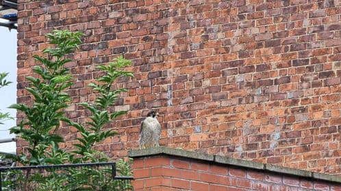 The bird flew off to a rooftop on Lister Street./Photo: Carl Gorse