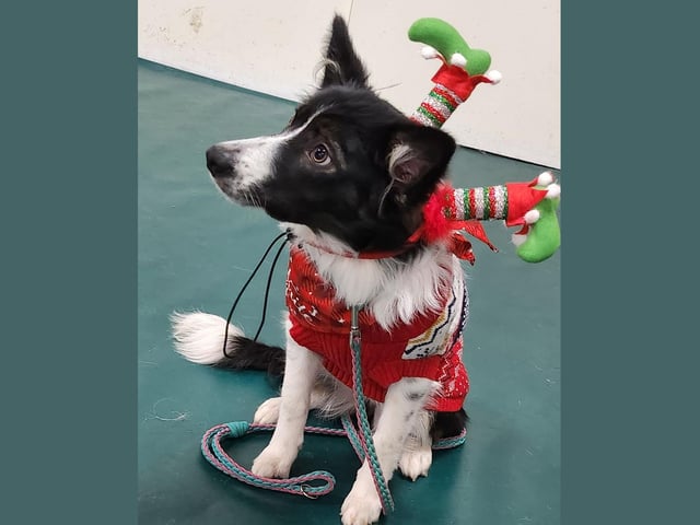 Elphie has an elf on hand to help out this Christmas.