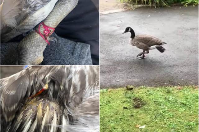 Hartlepool Wildlife Rescue has reported growing numbers of birds being snared by wire.
