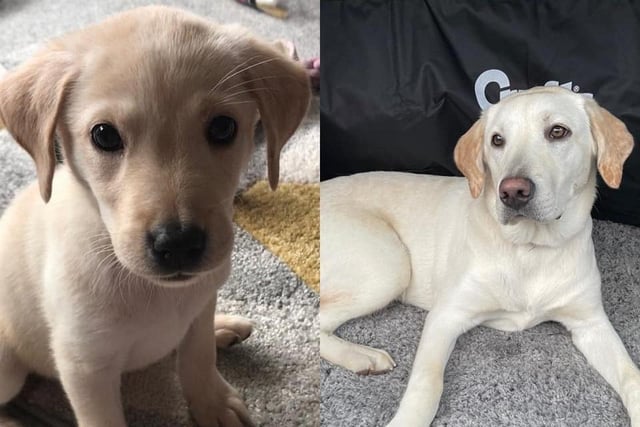 We could just see Bella on the Andrex packet at 8 weeks (left).
