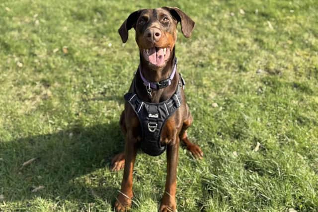 Mabel the Doberman has made a recovery from her ordeal.