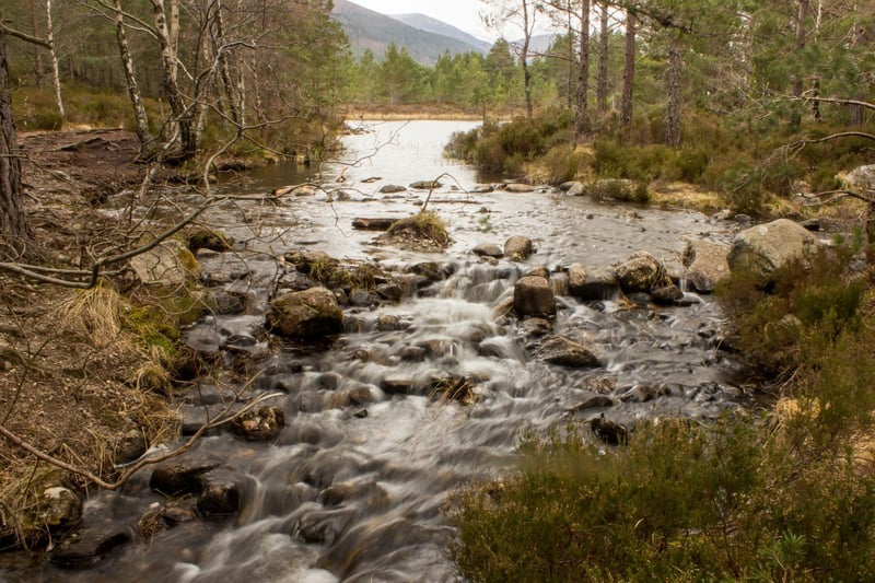Another spectacular piece of ancient Caledonian Forest near Aviemore, Rothiemurchus Forest is home to Capercailles, ospreys, red squirrels and wild cats.