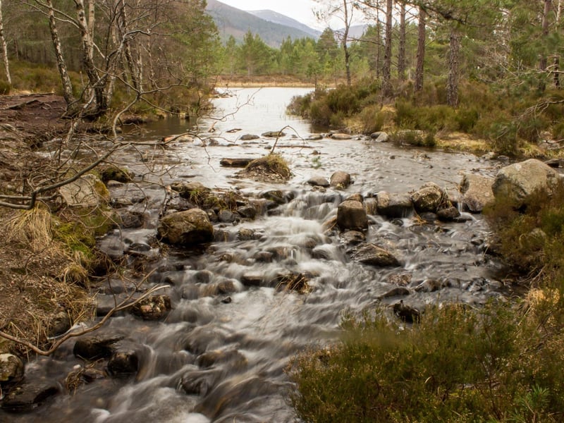 Another spectacular piece of ancient Caledonian Forest near Aviemore, Rothiemurchus Forest is home to Capercailles, ospreys, red squirrels and wild cats.