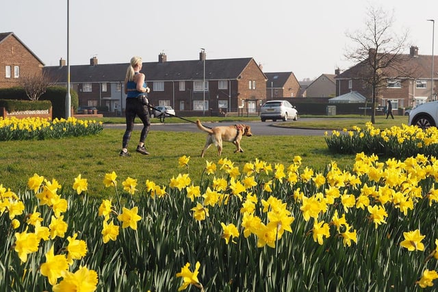While there may be areas of town worthy of a clean up, spring is still a colourful season across Hartlepool with blossom and daffodils - as show here in West View Road - brightening the town up.