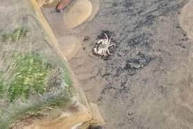 A dead crab spotted by Mail reader Carl Clyne in October last year.