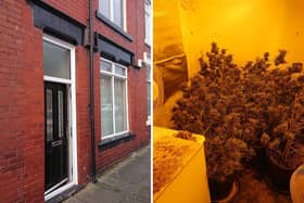 Cannabis farm discovered in Hartlepool