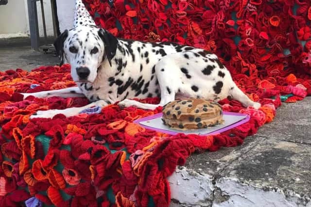 Heugh Battery Museum resident dog Domino with his special birthday cake.