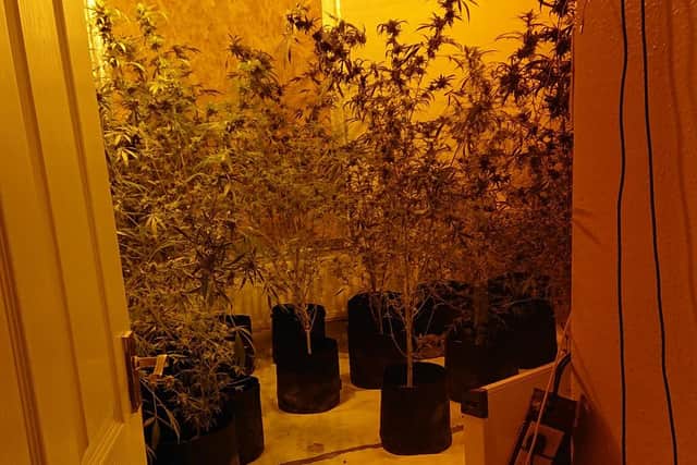 Inside Hartlepool cannabis farm