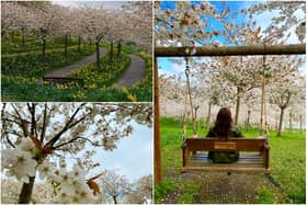 Now is the time to catch Alnwick Garden's cherry blossom orchard in full bloom