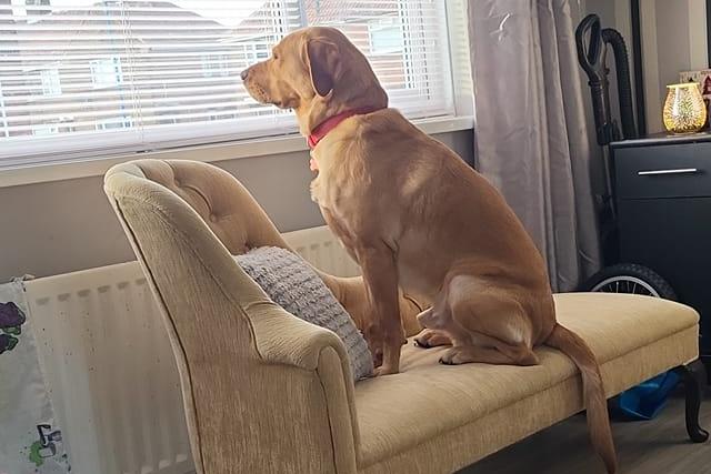 Watch dog on duty! Ramsey, who will soon turn 4.