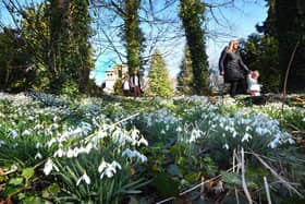 People take a walk through Greatham's snowdrops in last year's walk.