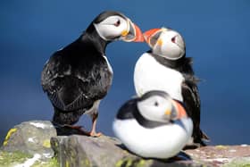 Affectionate puffins on the Farne Islands. Picture: Paul Kingston and NNP.