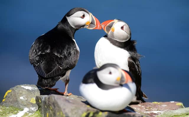 Affectionate puffins on the Farne Islands. Picture: Paul Kingston and NNP.