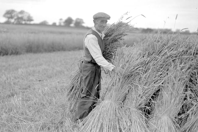 This happy farmer is pictured stacking sheaves at a farm on the outskirts of Hartlepool.