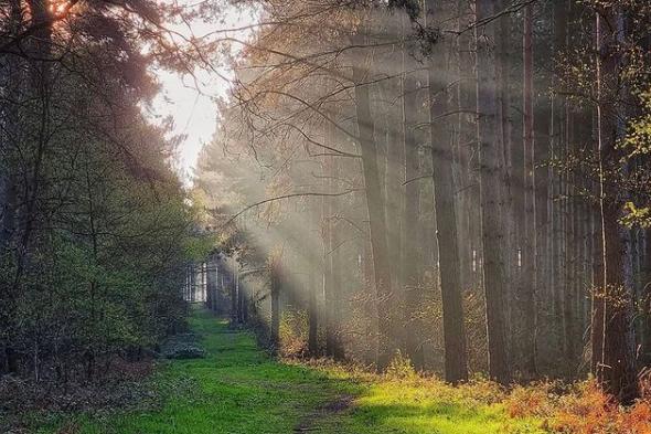 Bawtry forest soaked in sunlight. From @excusemephotography