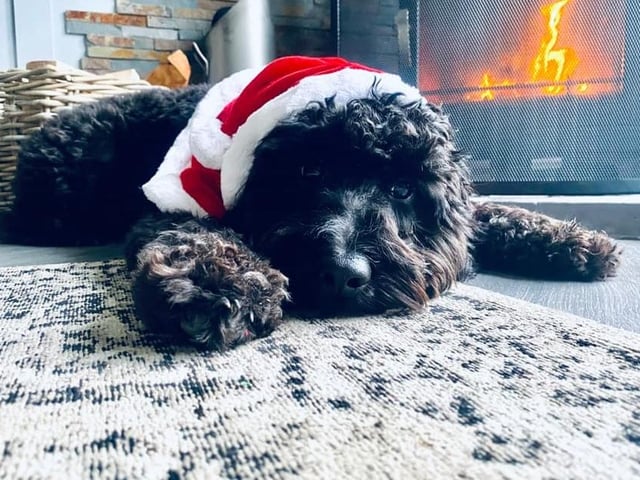 Willow needs to fit in a quick nap before the Christmas excitement starts up again.