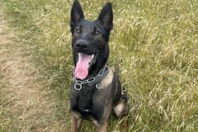 Police dog Trigger helps to find four males after a suspected burglary.