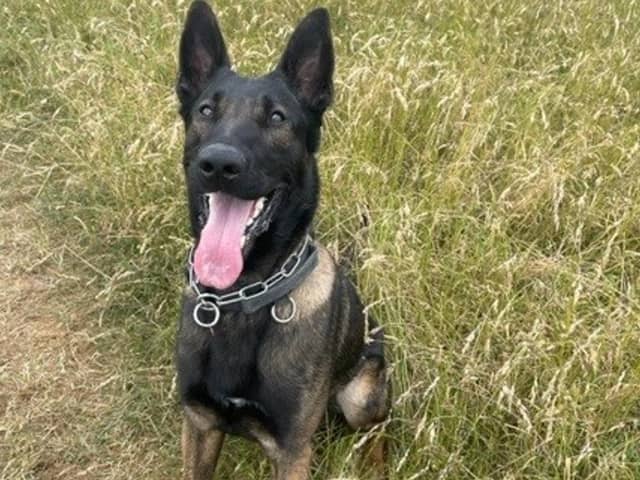 Police dog Trigger helps to find four males after a suspected burglary.
