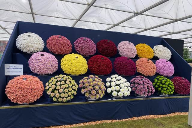 The 10-feet-high display featured over 15,000 stems of chrysanthemums and was 20-feet-long.