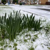 A light dusting of snow around buds at Templeton Close, Hartlepool. Picture by FRANK REID