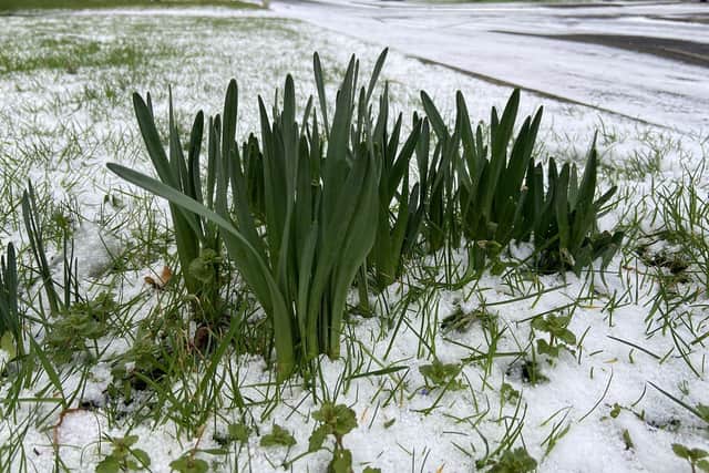 A light dusting of snow around buds at Templeton Close, Hartlepool. Picture by FRANK REID