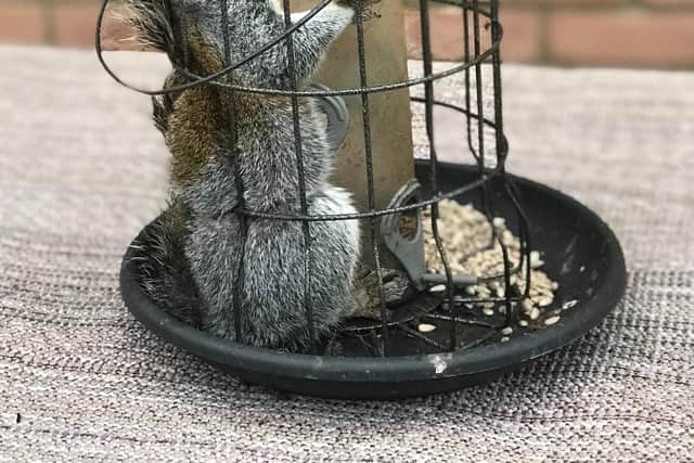 A “greedy” squirrel bit off more than he could chew after getting his chunky body stuck in a garden bird feeder while filling up on food.