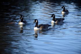 Cleveland Police have said they received a report of a person shooting at geese in the park on Saturday morning, November 20.
